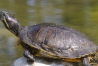 苏卡达陆龟是保护动物吗 苏卡达陆龟是否保护动物