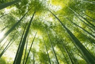如何养竹子才能养的好 正确养护竹子