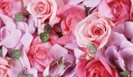 怎么保存玫瑰花 保存玫瑰花方法