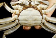 螃蟹的保存方法最久 长时间存放螃蟹的方法