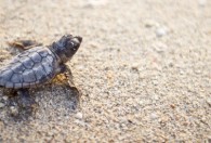 幼龟养殖注意什么 刚出生的龟苗要注意哪些饲养技巧