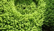 世界上最早出现的绿色植物是什么 世界上最早出现的绿色植物叫什么名字