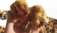野生猴头菇怎么做既简单又好吃 野生猴头菇如何做既简单又好吃