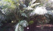 棕榈科植物有哪些 棕榈科植物有什么