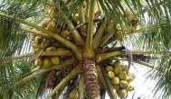 家里栽椰子树可以吗 在家里种植椰子树需要注意什么