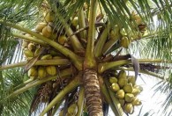 家里栽椰子树可以吗 在家里种植椰子树需要注意什么