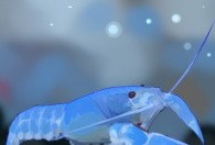 蓝魔虾怎么养 蓝魔虾的养殖方法