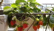 草莓如何种植 草莓的营养价值介绍
