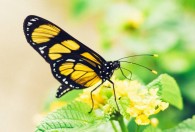 蝴蝶养殖技术 养殖蝴蝶的方法介绍