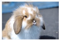 荷兰垂耳兔怎么养 荷兰垂耳兔如何养