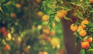 橘子种出来怎么才可以结果 橘子种子怎么种才可以结果