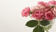 粉红玫瑰代表什么意思 粉红玫瑰的花语