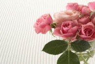 粉红玫瑰代表什么意思 粉红玫瑰的花语