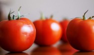 西红柿苗怎么种才高产 西红柿苗如何种才高产