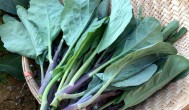 苔菜什么时候种 苔菜种植时间和方法