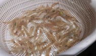 野生小米虾怎么养 野生小米虾的养殖方法