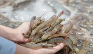 海虾吃什么东西怎么养活 海虾吃什么东西怎么养