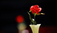种植玫瑰花有什么讲究 玫瑰种植方法和注意事项有哪些