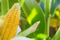 玉米成熟的季节 玉米成熟的季节是何时