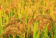 稻谷成熟的季节 稻子什么季节成熟