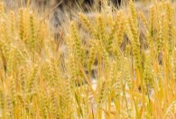 小麦干旱期多久浇水一次 小麦干旱期多长时间浇水一次