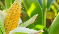 玉米如何种植小技巧 玉米种植的技巧