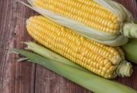 玉米怎样判断熟可以采摘了 怎样判断玉米熟可以采摘了