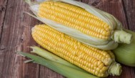 玉米怎样判断可以采摘 如何判断玉米成熟可以采摘