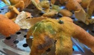 青桔皮晾晒方法 怎么晒橘子皮