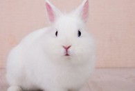兔子吃的菜叶晒多久才能吃 兔子吃的菜叶晒多长时间