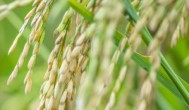 云南水稻成熟期是几月份 云南水稻成熟期的时间