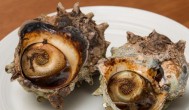 小海螺怎么看熟没熟 如何判断海螺熟了吗