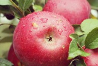 苹果什么温度下储存 苹果的最佳储藏温度是多少