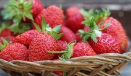 草莓的英语单词怎么读 草莓的英语单词如何读