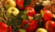 苹果核怎么种 苹果核如何种植