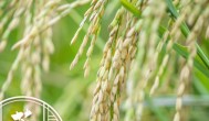水稻南方贵州几月种植最佳 水稻南方贵州什么月份种植最佳