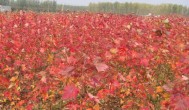 美国红枫什么时候种植合适 美国红枫哪个时候种植合适