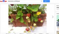 家庭花园怎么养草莓盆栽 家庭花园如何养草莓盆栽