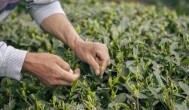 茶叶多久才可以浇花施肥 茶叶多长时间才可以浇花施肥