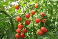 大棚种植番茄需要注意事项 大棚种植番茄需要注意什么