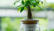 发财树水培怎么养 发财树水培的养法