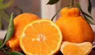 丑八怪橘子市场价格多少钱一斤  丑橘的营养成分有哪些