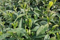 茶树种子的种植方法 茶树种子如何种植呢