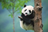 熊猫的文化象征意义 熊猫有什么文化象征意义