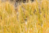山东小麦什么时候成熟 山东小麦有哪些营养价值
