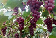 巨峰葡萄一般是几月份成熟 巨峰葡萄什么时间会成熟呢