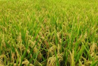 北方种水稻的最佳时间 北方水稻什么时候种植好