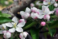 苹果树的花什么季节开放 苹果树开花时间介绍