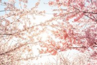 无锡鼋头渚樱花节时间 无锡鼋头渚樱花节时间是什么