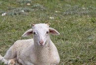 羊草如何保存新鲜 羊草保存的方法